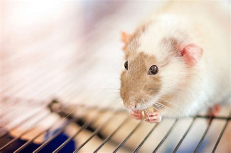 Do Vietnamese eat rats? | Dhiefa.com | Portail des chambres et maisons