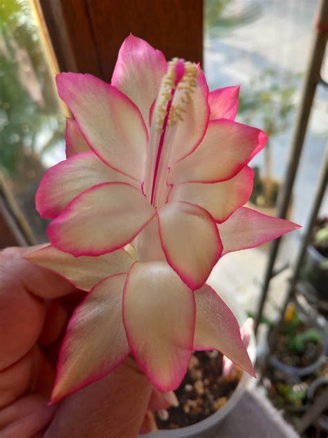 'Regina Maria' - Schlumbergera and Rhipsalidopsis