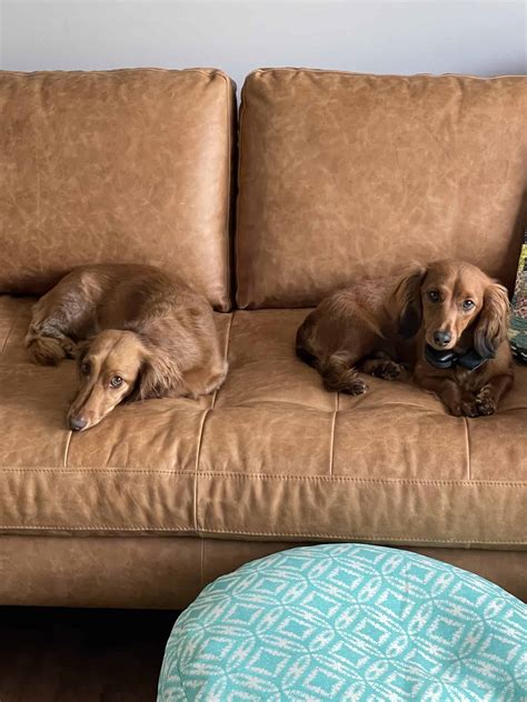 Best Couches for Dogs and Other Furry Pets - Archute