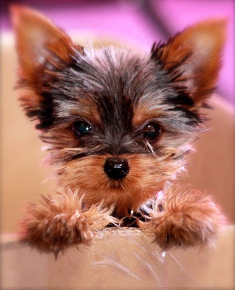 Teacup yorkie pup | Yorkie puppy, Yorkie dogs, Yorkshire terrier puppies