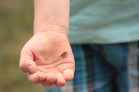 premium photo close    hand holding bug