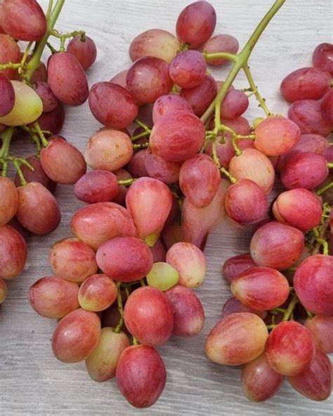 Басанти - Виноград, виноградарство. Саженцы винограда Красохиной С.И.