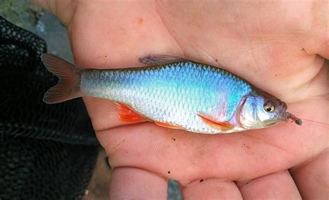 Spawning male red shiner : r/MicroFishing