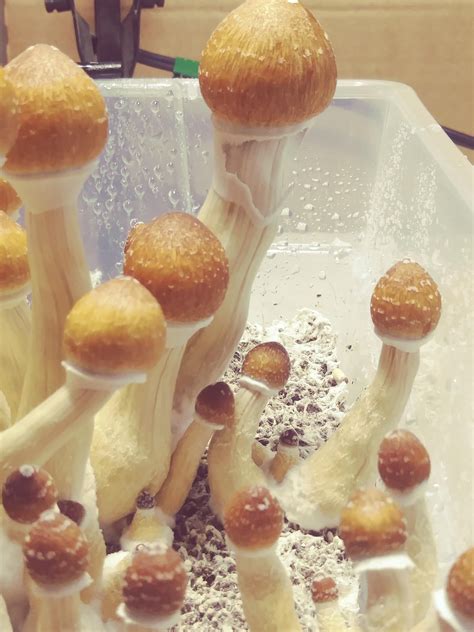 Harvesting advise : r/shrooms