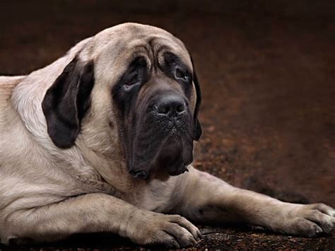 What Breeds Contribute To The Mastiff: A Comprehensive Guide