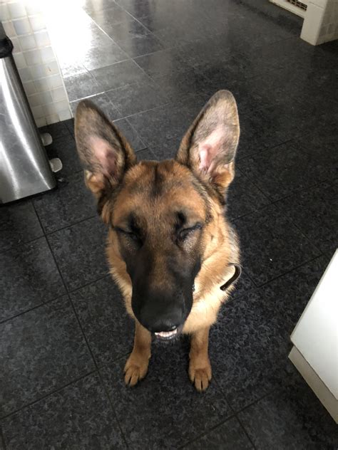 Sneezy Puppy : r/germanshepherds
