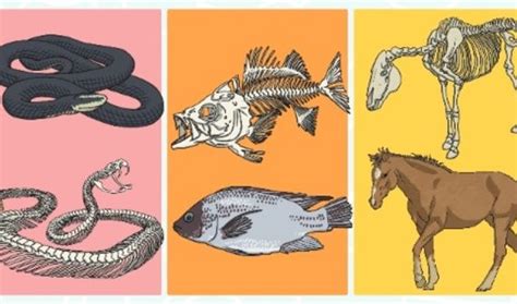 contoh  ciri ciri hewan vertebrata  klasifikasi kelasnya