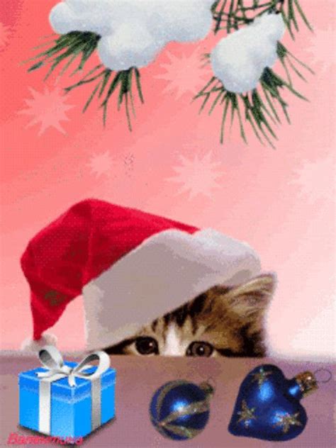 новогодние котики гиф | Katze weihnachten, Nikolaus, Weihnachten