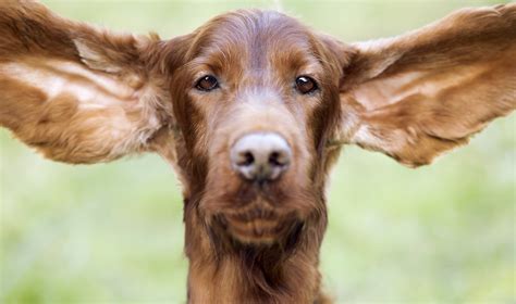 The Difference Between Human Ear And Animal Ear, How Can Animals Sense ...