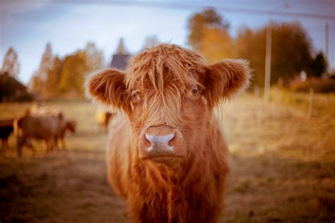 138 best Fluffy Cow images on Pholder | Aww, Pics and Happycowgifs