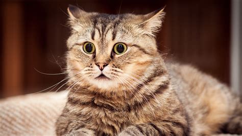 Funny Cat Wallpapers