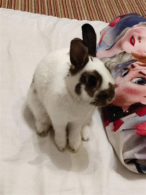 Bunny Ellie ^^ by Yuninka2 on DeviantArt