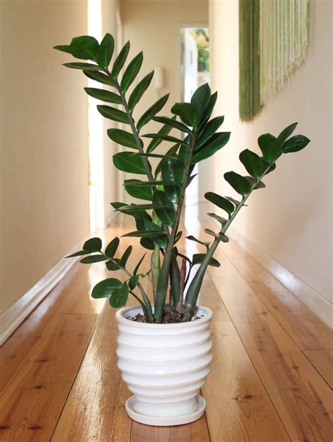 Zamioculcas Huisdieren - Vogels