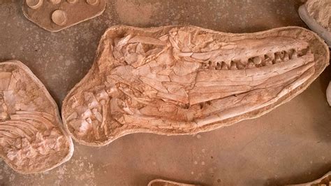 Scientists discovered fossils of a huge mosasaur from Morocco