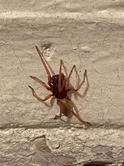 ID Request - Southern Rocky Mountain Region : r/spiders