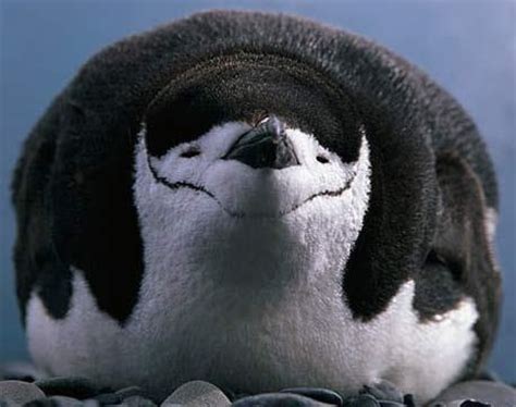 293 best images about Penguins on Pinterest | Baby penguins, Tierra del ...