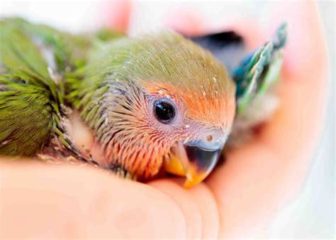 How do I know when a parrot is ready to wean? | Poodles and Parrots