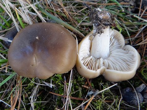 Рядовка мыльная (Tricholoma saponaceum) фото и описание