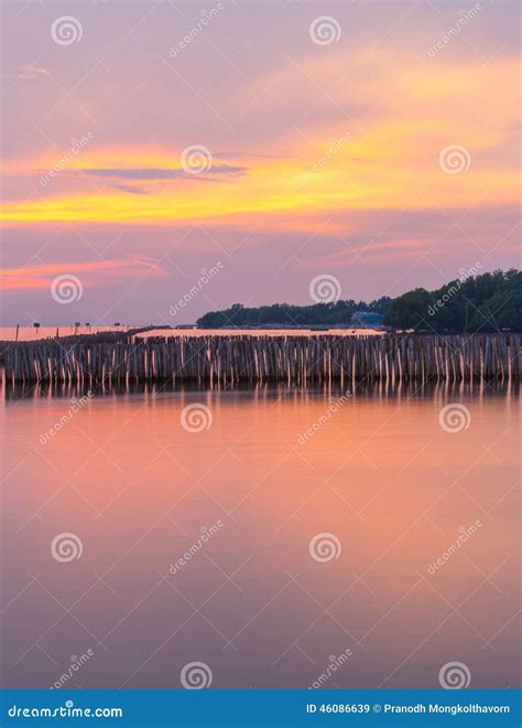 Mangrove Forest In Palawan. Royalty-Free Stock Photography