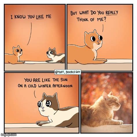 cat compliment memes cats funny cat memes memes gifs imgflip