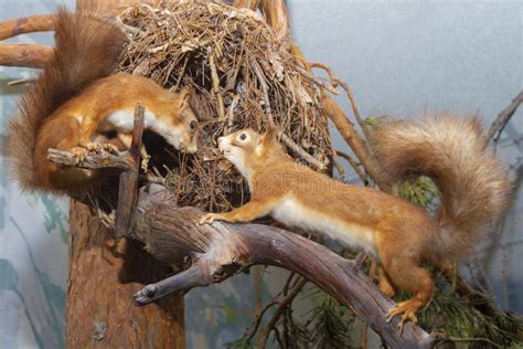 Two Squirrels in a Tree. they Look at Each Other. View from the Side ...