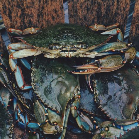 Free Images : seafood, fresh, aquatic, fish, gourmet, shellfish, fauna ...