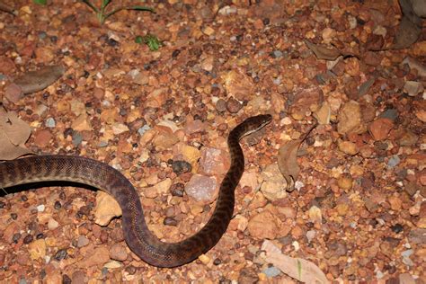 Snake Bite Prevention - Berry Springs Farmstay