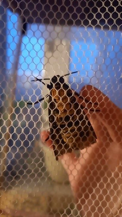 Защитная реакция бражника Мертвая голова (Acherontia atropos) - писк ...