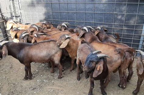 Livestock for sale in KwaZulu-Natal | AgriMag