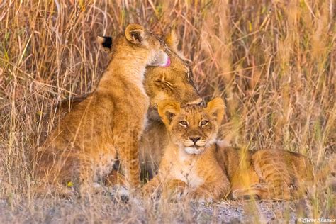 botswana chobe lion family chobe national park botswana  steve