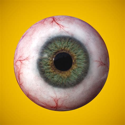 Eyeball Anatomy For Kids