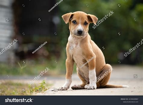 dog indian family images stock  vectors shutterstock
