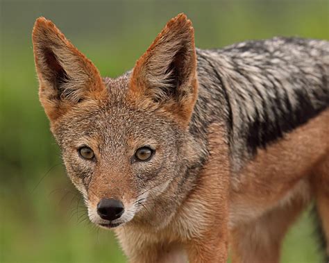 Jackal Dog Canine Wild - Free photo on Pixabay - Pixabay