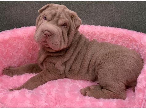 Shar Pei Puppy Lilac ID:8148 Located at Petland San Antonio, TX
