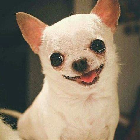 *smile* | Chihuahua, Chihuahua dogs, Chihuahua puppies