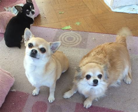 Home [adanac-kennel.com]