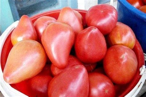 Томат «Орлиный клюв»: отзывы, фото, урожайность