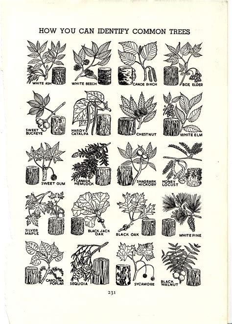 The Writer's Handbook • elranchonotsogrande: Identify Common Trees.