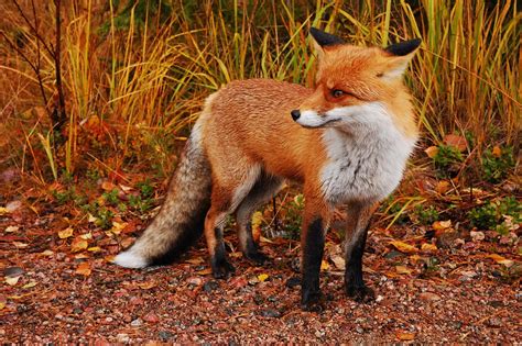 Why Red Foxes Are Moving Closer to Human Suburbs