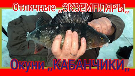 Подлёдный лов окуня,зимняя рыбалка 2021 в Стэк куб 3 дубль - YouTube