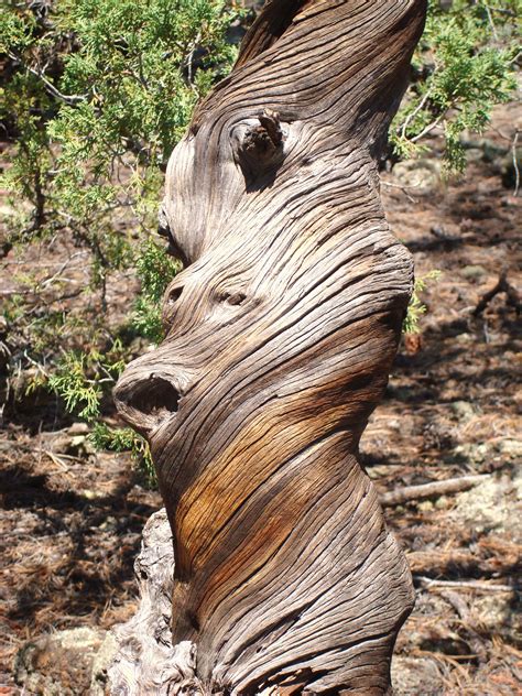 Trunk Of A Tree