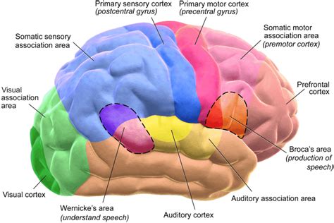 Neocortex | Functions, Anatomical Structure, Facts & Summary