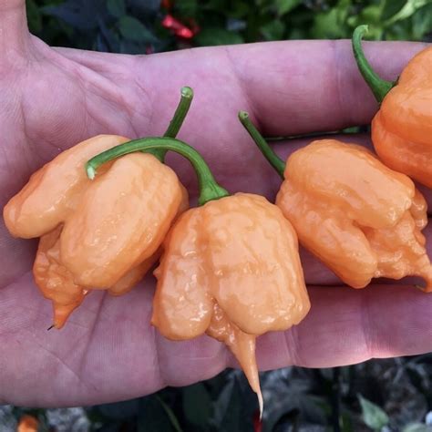 Carolina reaper peanuts — купить по низкой цене на Яндекс Маркете