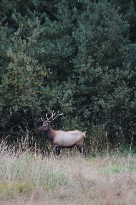 Oregon Roosevelt Elk Rodeo – Scott Haugen