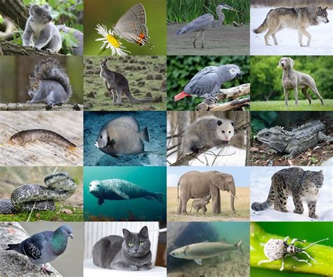 find  gray animals quiz