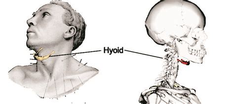 hyoid bone human anatomy  physiology lab bsb