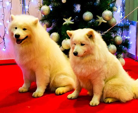 Anjing Samoyed Foto Stok - Unduh Gambar Sekarang - Alam, Alaskan ...