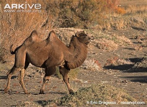 Wild Bactrian camel - Alchetron, The Free Social Encyclopedia