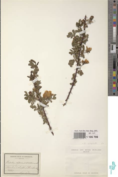 Rosa pimpinellifolia L. (BR0000011057994) | Zenodo