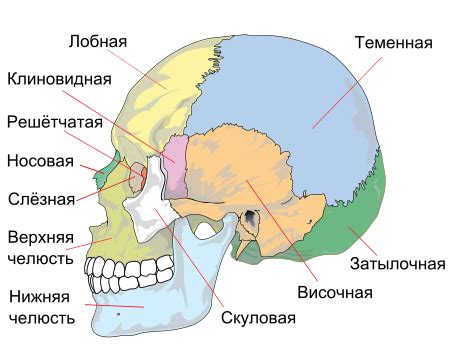 Голова Как называется часть головы с боку над и за ухом? Затылок ...
